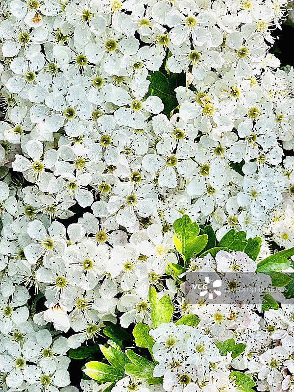 单花山楂特写图片素材