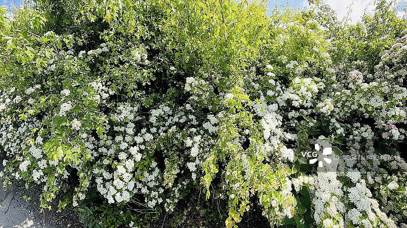 山楂（Crataegus Monogyna）树篱中的灌木丛，花朵特写图片素材