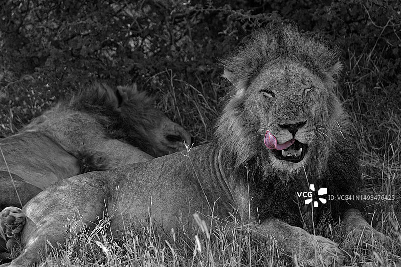 闭着眼睛吐舌头的狮子图片素材