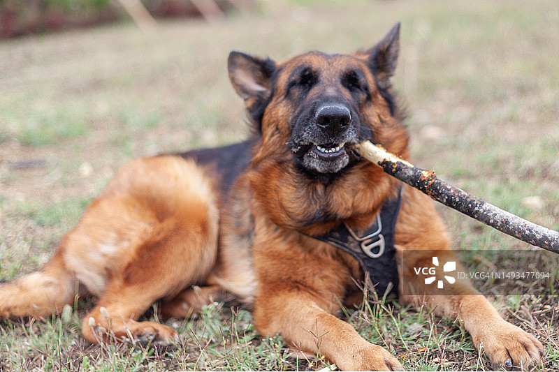 在公园里玩树枝的德国牧羊犬图片素材