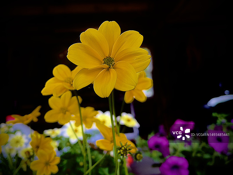 等待移植的黄色鬼针草花图片素材