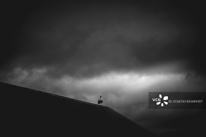 洛斯的海鸥图片素材