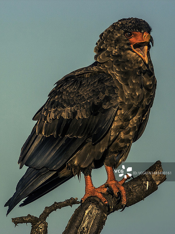 马赛马拉的雕图片素材