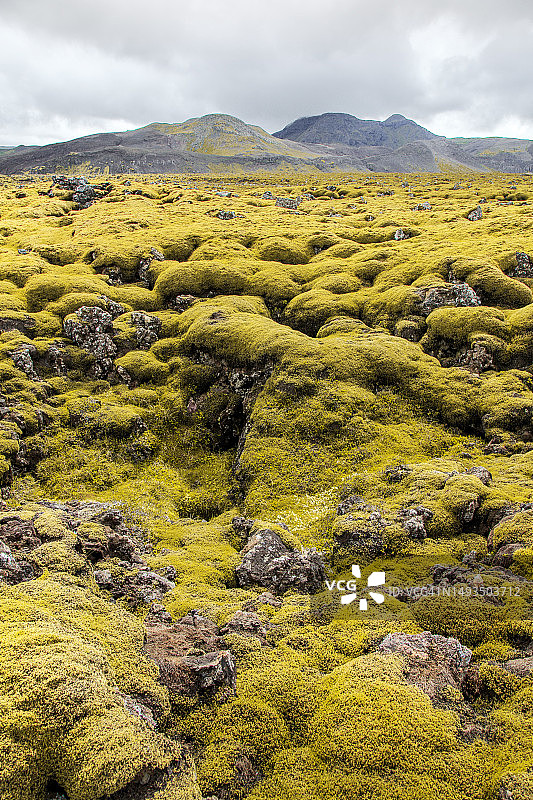 冰岛黑色火山岩上生长的绿色苔藓图片素材
