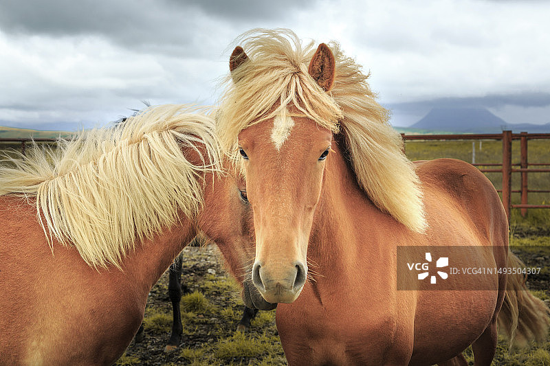 冰岛马图片素材