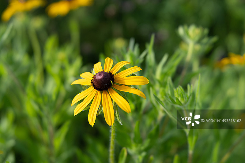 亮黄色花朵和绿色叶子图片素材