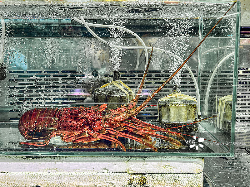 市场上鱼缸里养的刺龙虾图片素材