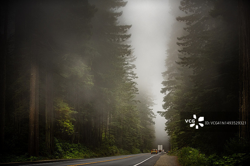 美国加利福尼亚州森林中红杉树的仰视角度图片素材