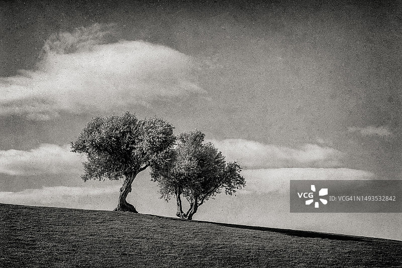 两棵橄榄树图片素材