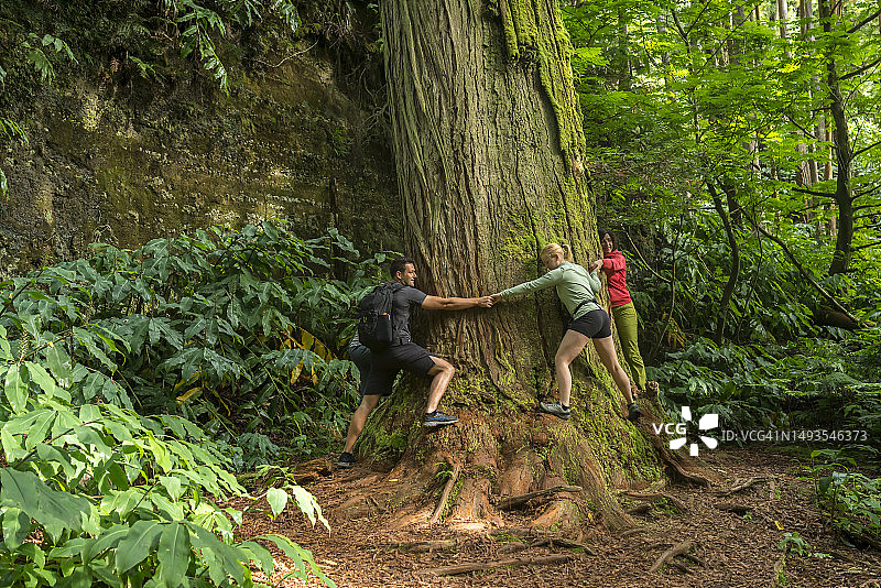 在亚速尔群岛圣米格尔岛的森林里拥抱树木的游客图片素材