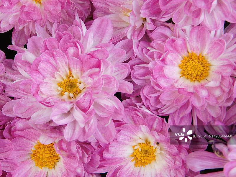 粉色开花植物全画幅照片图片素材