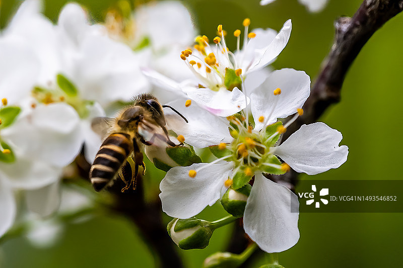 中国香港流浮山救护站白色花朵上的蜜蜂特写图片素材