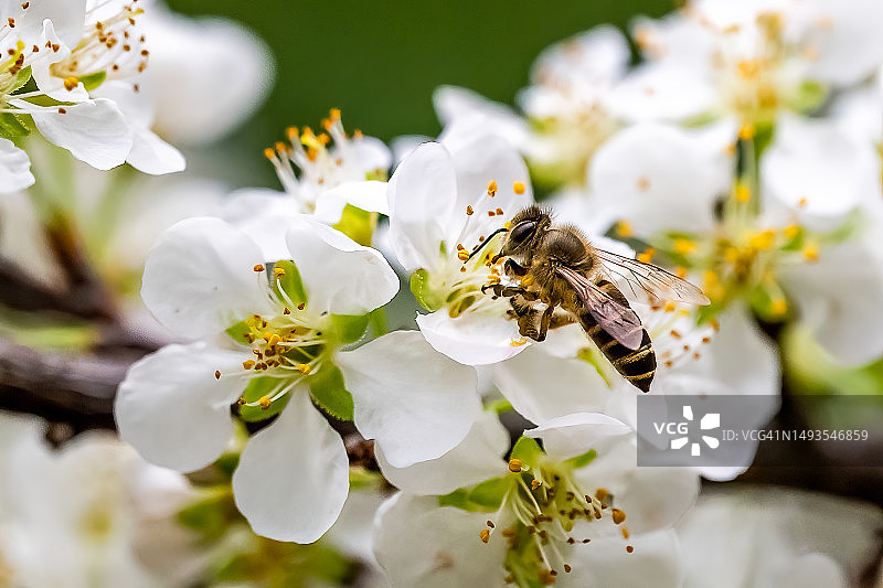 中国香港流浮山救护站白色花朵上的蜜蜂特写图片素材