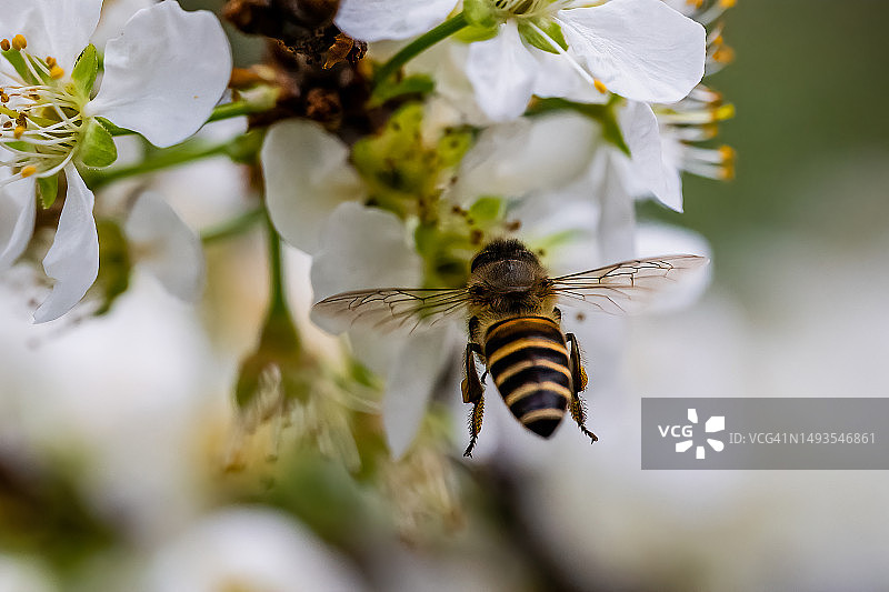 蜜蜂在花上采蜜的特写，中国香港流浮山消防局兼救护站图片素材