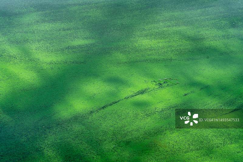 英国剑桥水面上的绿色藻类全画幅镜头图片素材