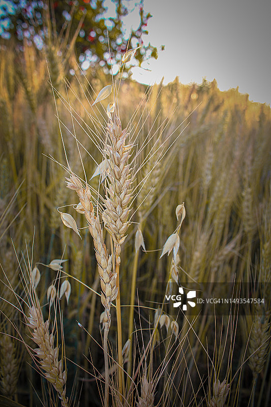 巴基斯坦俾路支省奎达麦田特写图片素材