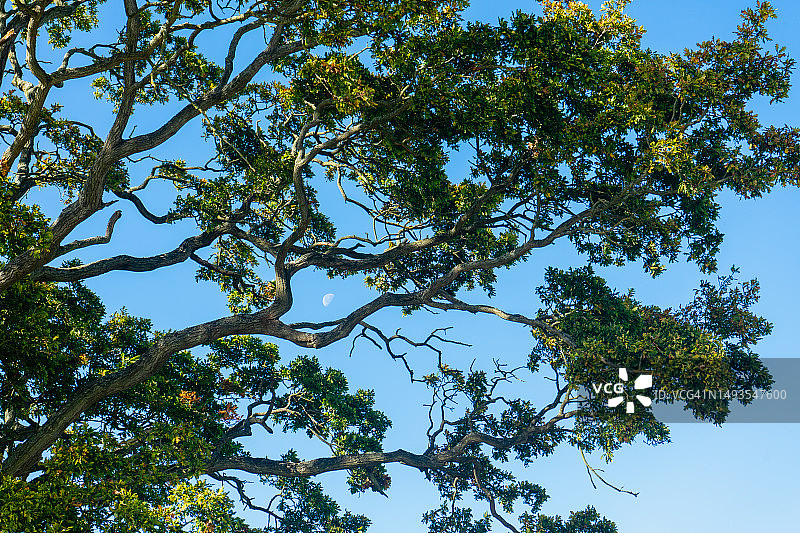 英国彼得伯勒仰视晴空下的树木图片素材