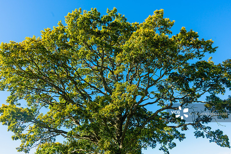 英国彼得伯勒的树木仰视角度照片，天空蔚蓝图片素材