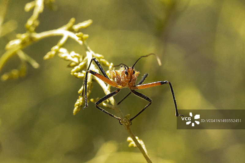 橙黑色猎蝽在茎上行走的微距照片图片素材