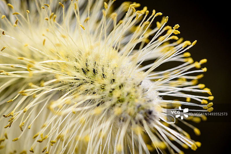白色蒲公英花朵特写，德国图片素材