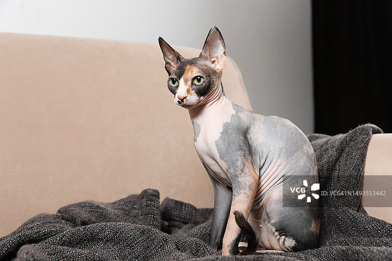 世界30种稀有猫品种图片素材