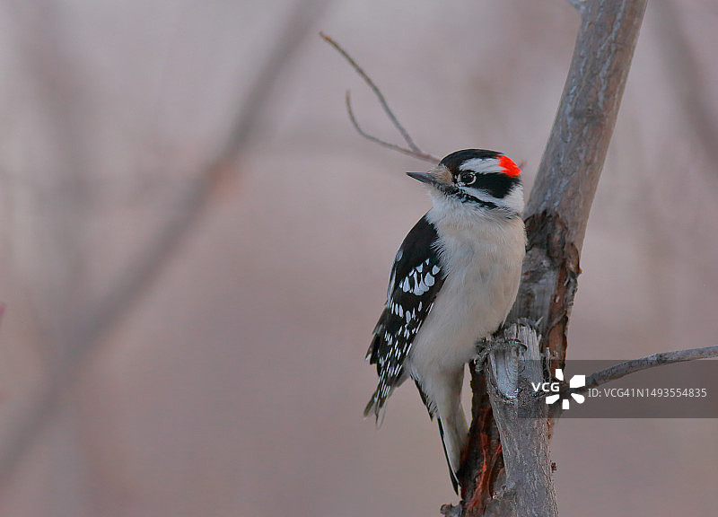 啄木鸟栖息在树枝上的特写图片素材