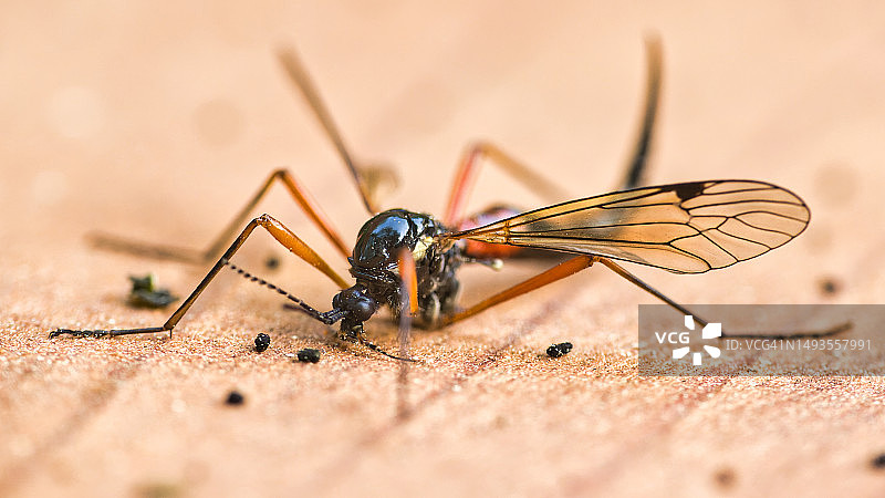 德国地面上的昆虫特写图片素材