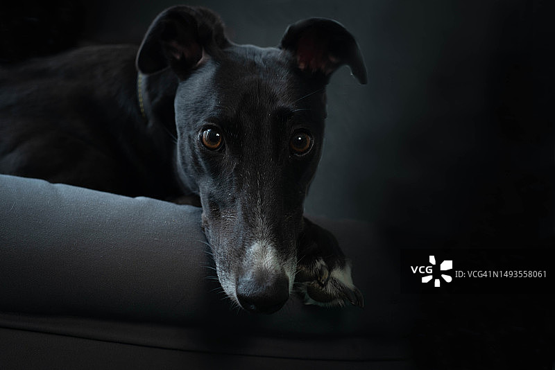 黑色背景上放松的狗的特写，英国图片素材