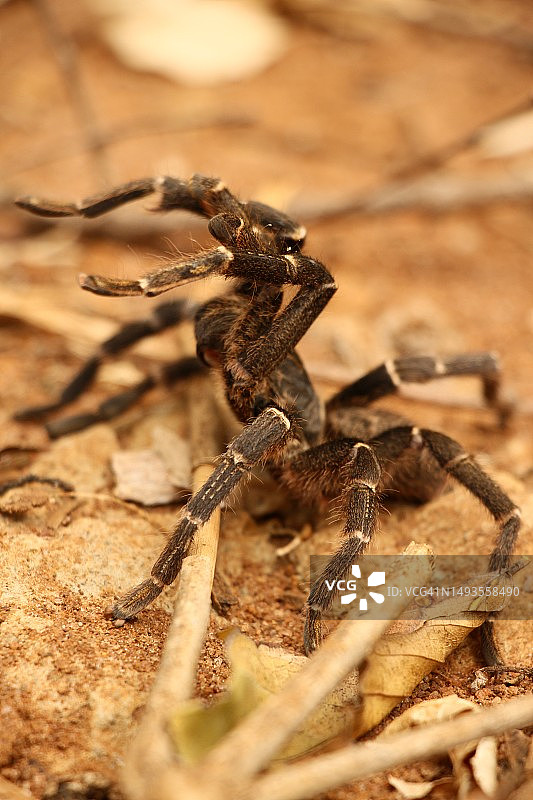 肯尼亚马库埃尼丘卢禁猎区田野上蜘蛛的特写镜头图片素材