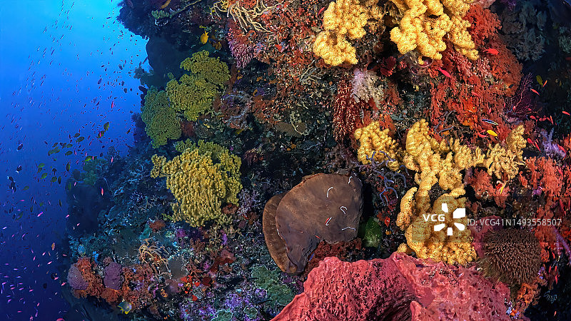 海洋中的珊瑚图片素材