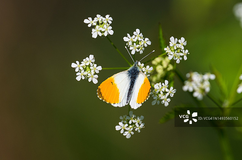 蝴蝶在花上采蜜特写，英国牛津图片素材
