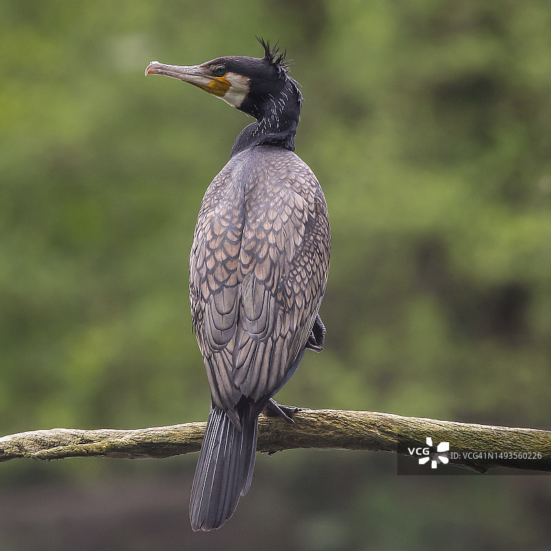 布鲁塞尔池塘中鸬鹚鸟的特写图片素材
