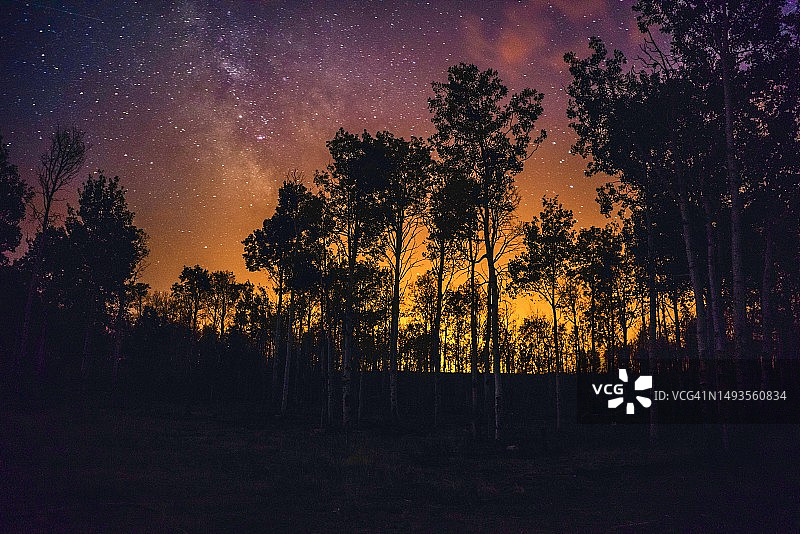 美国犹他州夜空下的白杨树剪影图片素材