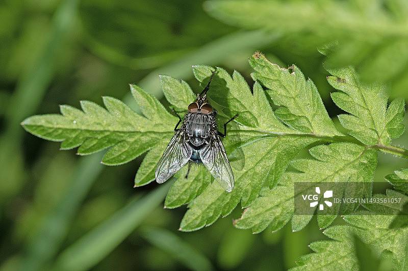 蝴蝶在树叶上的特写，英国图片素材