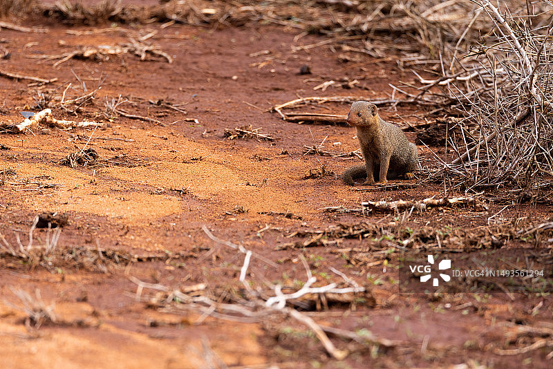 肯尼亚察沃东萨凡纳上的好奇獴图片素材