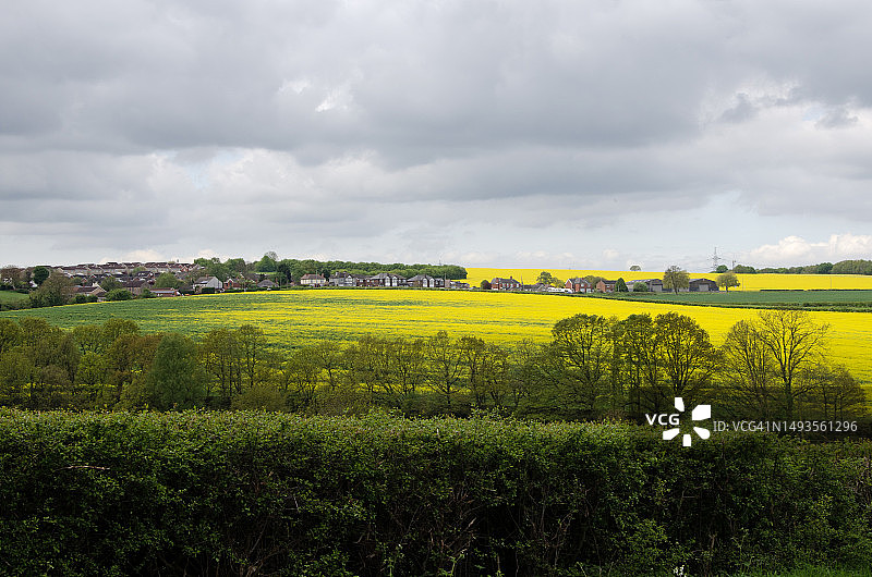 英国春日油菜田图片素材