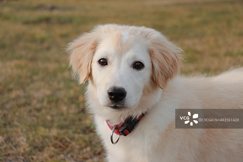 金色寻回犬在田野上的特写肖像图片素材