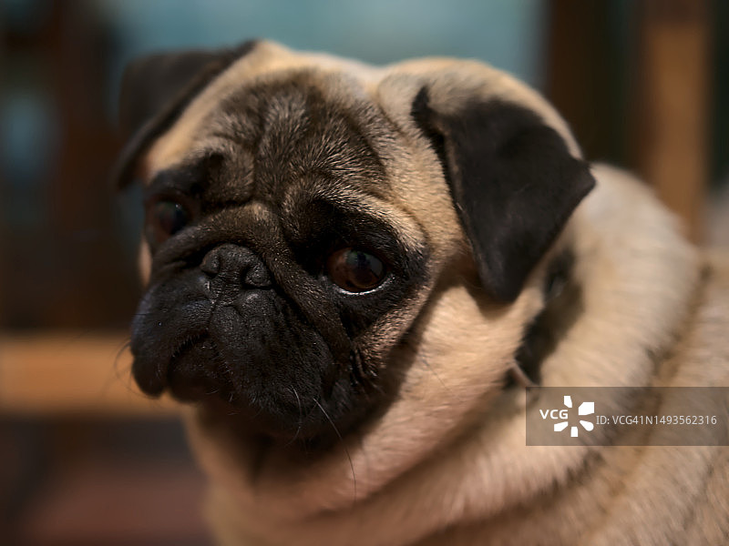 特写：巴哥犬，布宜诺斯艾利斯，阿根廷图片素材