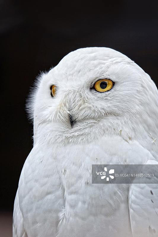 猫头鹰的特写肖像，美国佛罗里达州图片素材