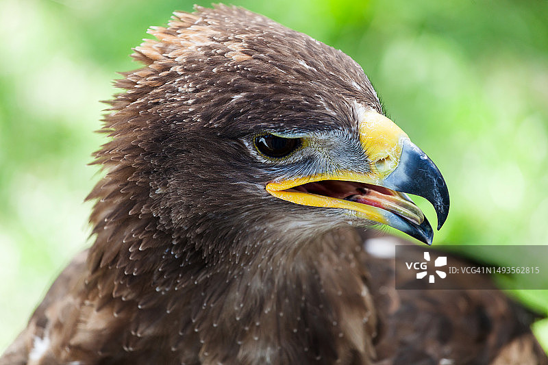 特写：金雕，加拿大图片素材