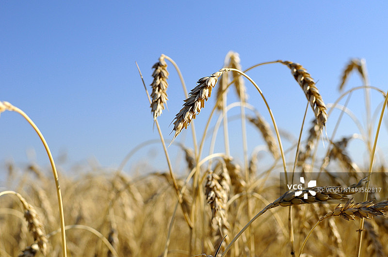 加拿大蓝天下麦田生长特写图片素材