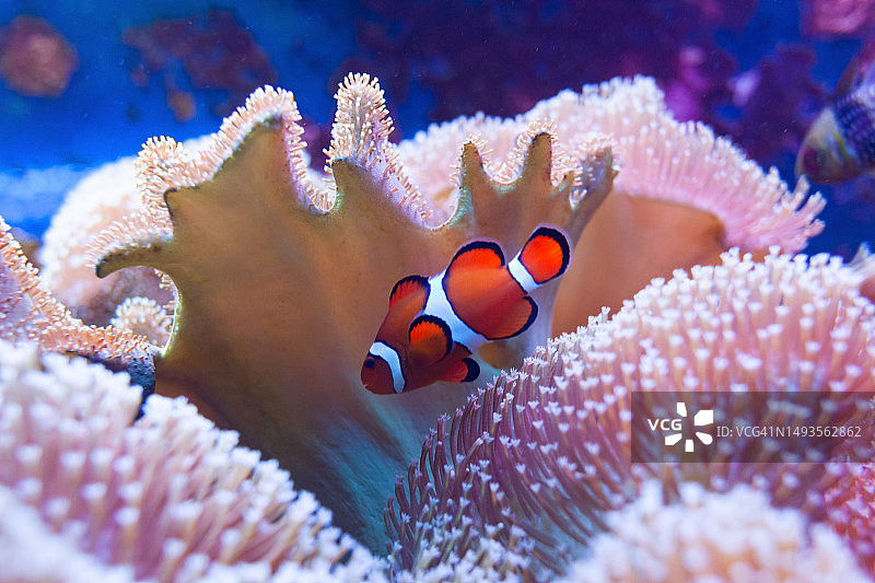 美国海中游动的小丑鱼特写图片素材