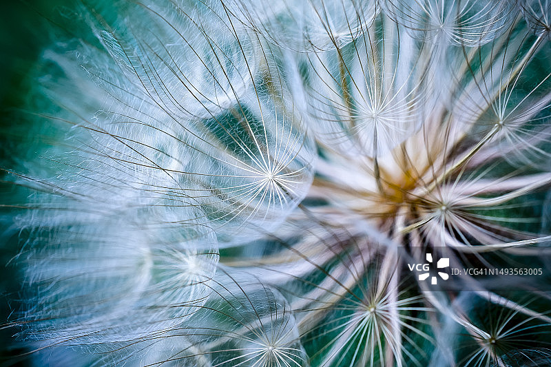美国的植物上的蒲公英特写图片素材