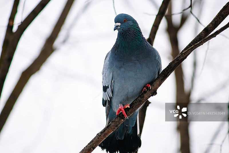 栖息在美国树枝上的鸽子特写图片素材