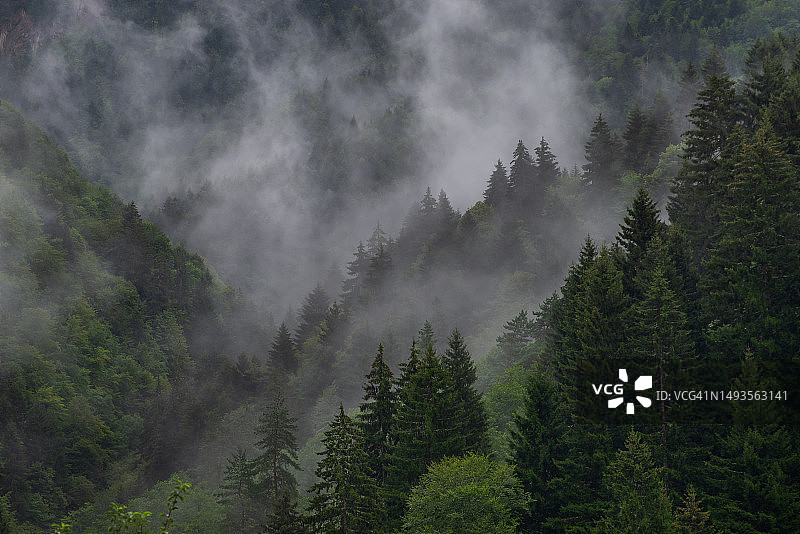 英国森林松树全景图片素材
