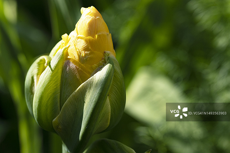 黄玫瑰的特写图片素材