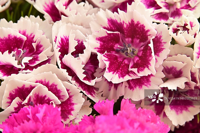 美丽的彩色春季花朵特写镜头图片素材