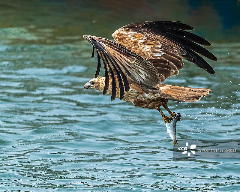 老鹰飞越印度卡纳塔克邦湖泊的特写图片素材