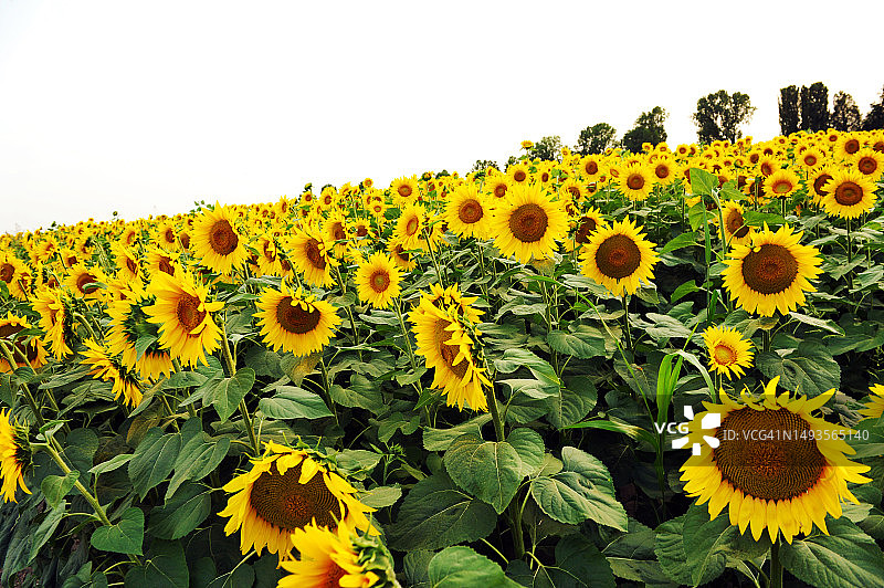 雨后傍晚加拿大麦田里的麦穗图片素材