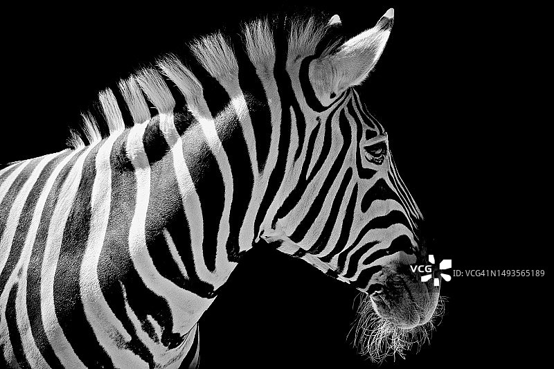平原斑马特写（黑色背景）图片素材